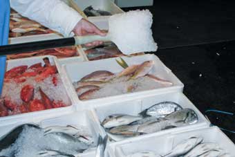 packing fish in ice