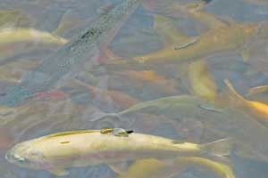 trout in holding tank