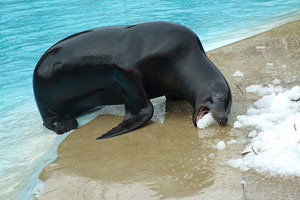 seal at Chessington Zoo with ziegra ice