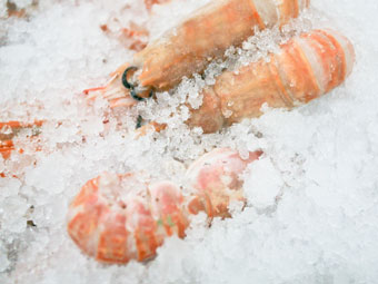 prawns packed with micro ice